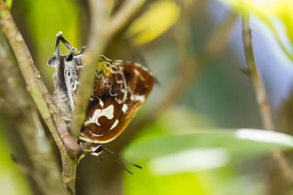 Niedlichen Schmetterling Auf Natur Hintergrund — Stockfoto