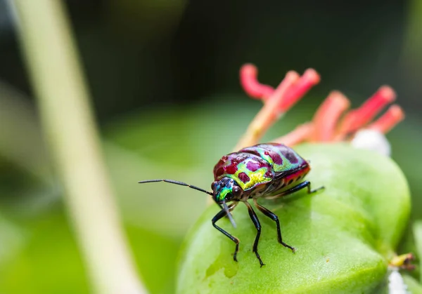 Lychee Shield Bug Branch — Stock Photo, Image