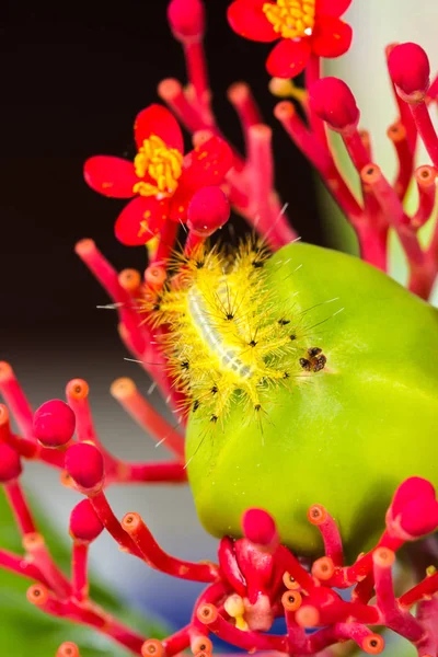 Gul Larv Grön Frukt — Stockfoto