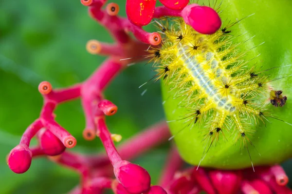 Gul Larv Grön Frukt — Stockfoto