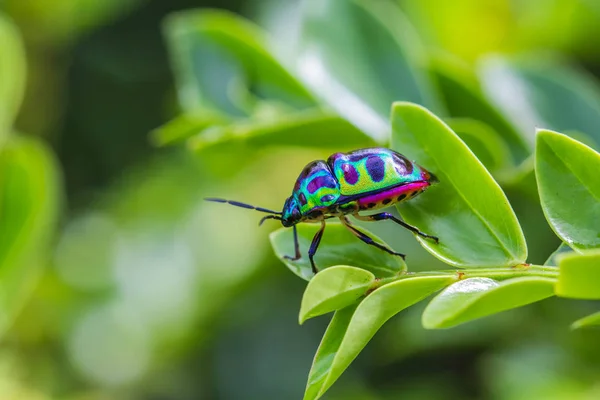 Insecto Del Escudo Del Lichi Rama —  Fotos de Stock