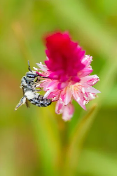 Lebah Kecil Atas Bunga Hornbill — Stok Foto