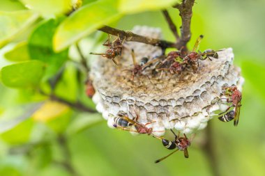 Hymenoptera yuva ve hymenoptera, selecttive odak