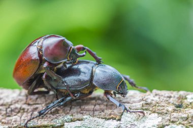 Erkek ve dişi branches.selective odaklanmak çiftleşme böcekleri (Dynastinae)