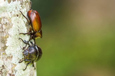 Erkek ve dişi branches.selective odaklanmak çiftleşme böcekleri (Dynastinae)