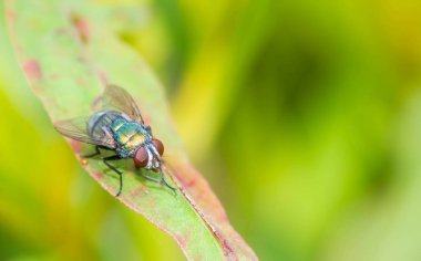 Darbe sinek; Chrysomya megacephala yaprak üzerinde