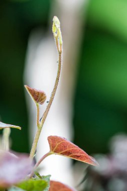 Bahçede genç yaprak