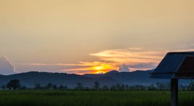 Pirinç alan, Kuzey Tayland.