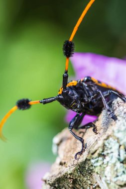 Siyah ve sarı Longhorn böcek doğa arka plan üzerinde.