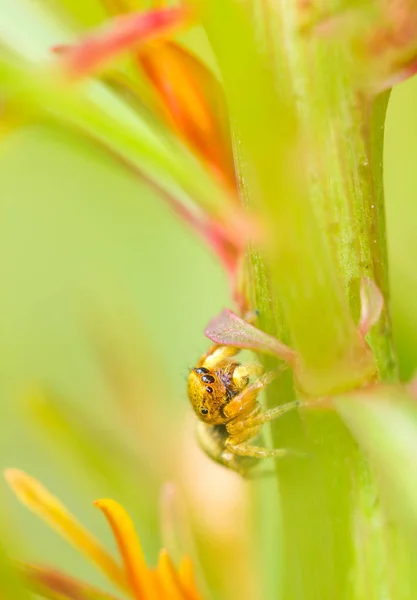 Melompat Spider Cabang — Stok Foto