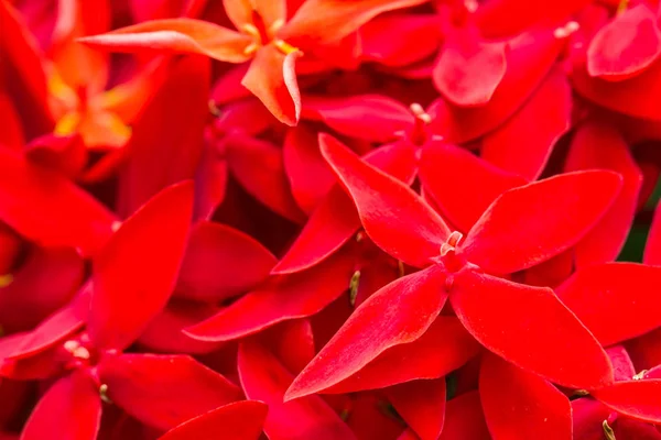 Zbliżenie Zdjęcie Spike Czerwone Kwiaty — Zdjęcie stockowe