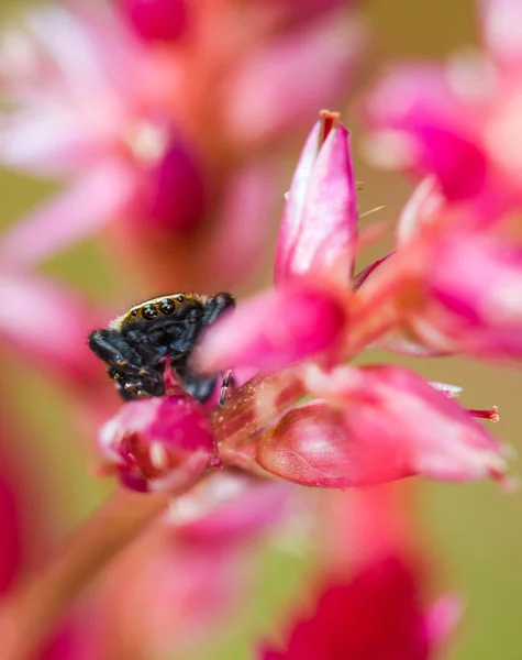 jumping Spider on flower leaf