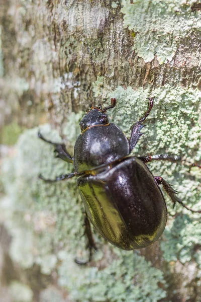 Escarabajos Macho Hembra Dynastinae Apareándose Las Ramas Enfoque Selectivo — Foto de Stock