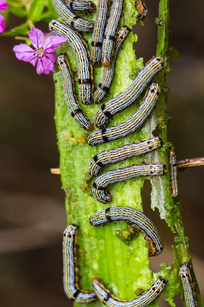 Yellow Caterpillar Green Fruit — Stock Photo, Image