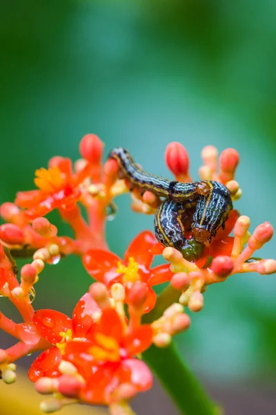 Yellow Caterpillar Green Fruit — Stock Photo, Image