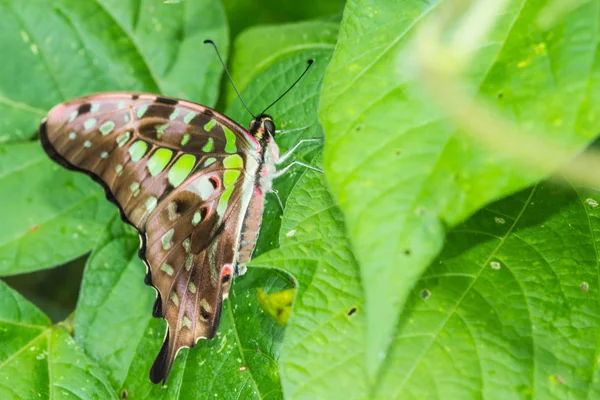 Yeşil Yapraklı Sevimli Kelebek — Stok fotoğraf