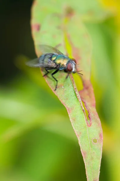 Mosca Sopro Chrysomya Megacephala Folha — Fotografia de Stock