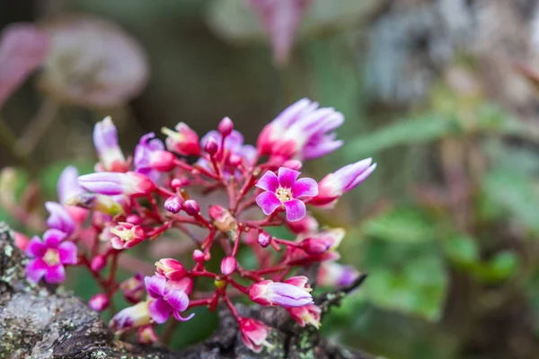 Stervrucht Bloem Achtergrond Van Natuur — Stockfoto