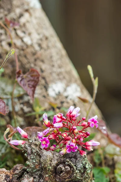 Flor Fruta Estrella Fondo Naturaleza — Foto de Stock