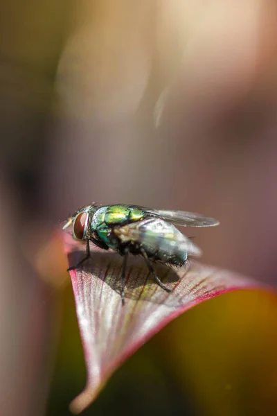 Mosca Sopro Chrysomya Megacephala Folha — Fotografia de Stock