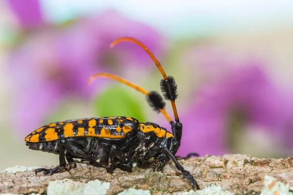 Escarabajo Longhorn Negro Amarillo Sobre Fondo Natural — Foto de Stock