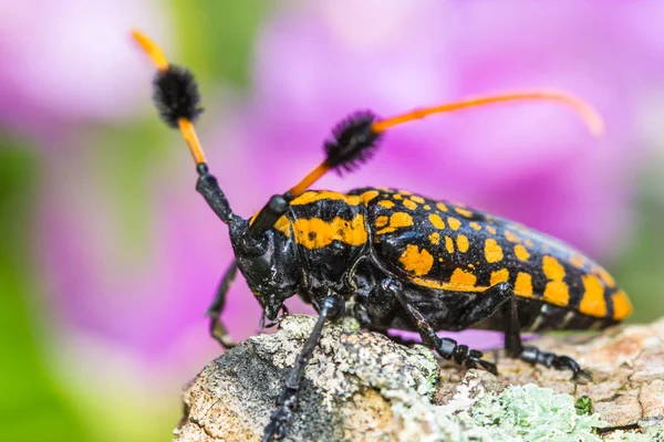 Siyah Sarı Longhorn Böcek Doğa Arka Plan Üzerinde — Stok fotoğraf