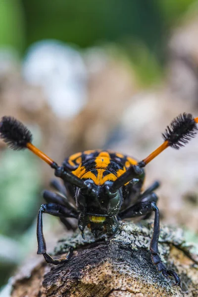 Escarabajo Longhorn Negro Amarillo Sobre Fondo Natural — Foto de Stock