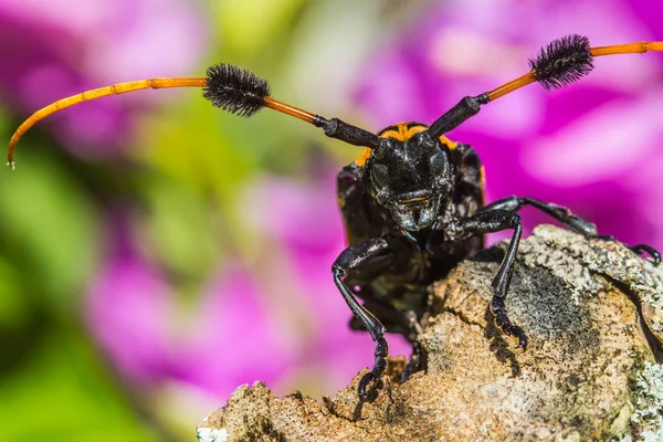 Siyah Sarı Longhorn Böcek Doğa Arka Plan Üzerinde — Stok fotoğraf