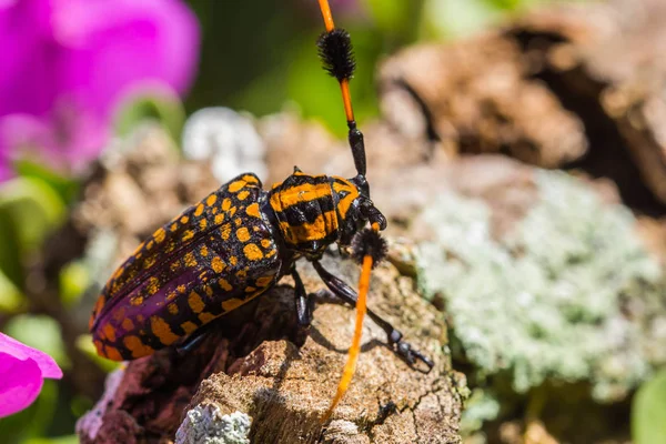 黑色和黄色长角甲虫在自然背景 — 图库照片