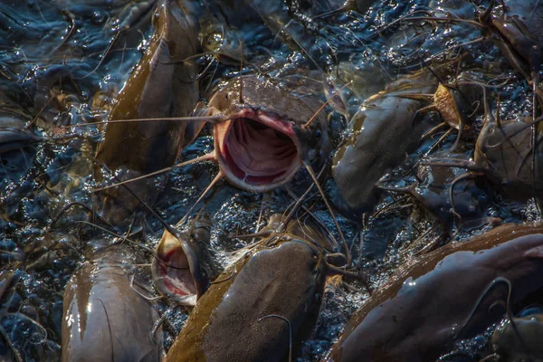 catfish open mouth for food dt public temple,Thailand.