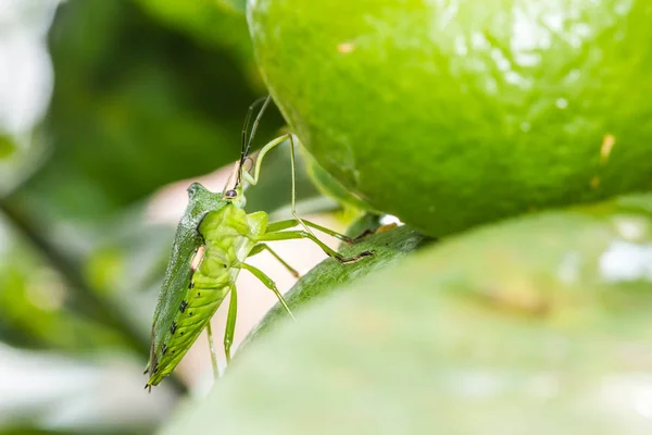 Green Shield Bug on nature background