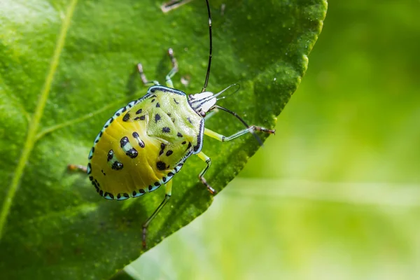 Grøn Skjold Bug Naturen Baggrund - Stock-foto