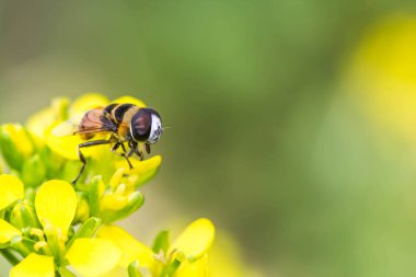 Çin Lahana çiçek üzerinde küçük arı