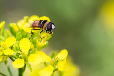 Çin Lahana çiçek üzerinde küçük arı