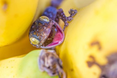Cute young gecko on banana fruit clipart
