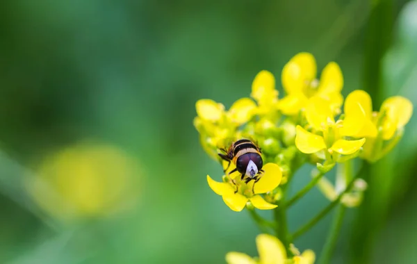 Pequeña abeja en flor de col china —  Fotos de Stock