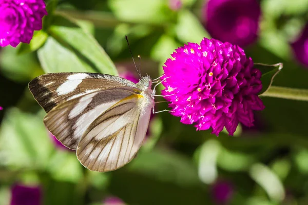 Little butterfly on violet flower — Stock Photo, Image