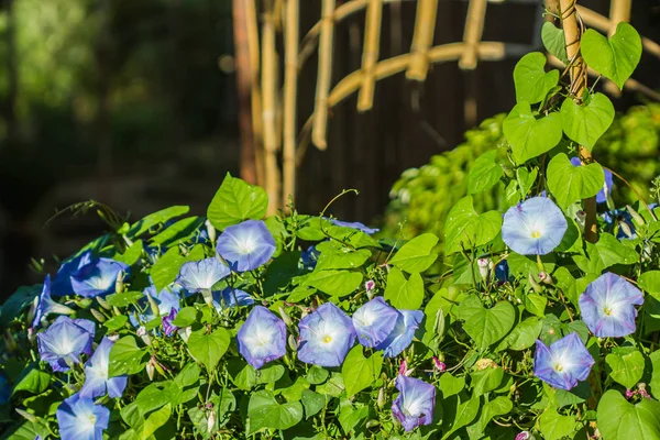 Blue  flower on nature background — Stock Photo, Image