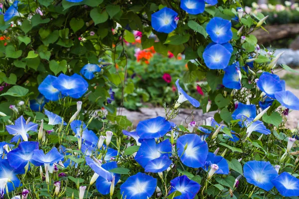 Flor azul no fundo da natureza — Fotografia de Stock