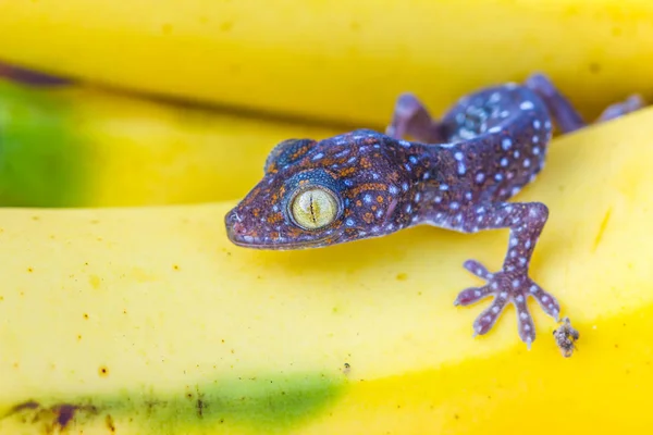 Cute young gecko on banana fruit — Stock Photo, Image