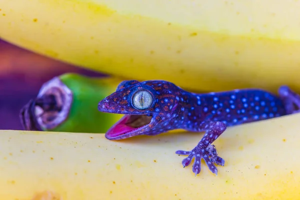 Lindo joven gecko en plátano fruta —  Fotos de Stock