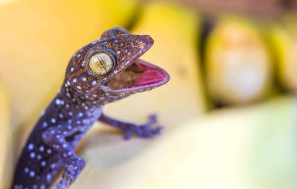 Cute young gecko on banana fruit