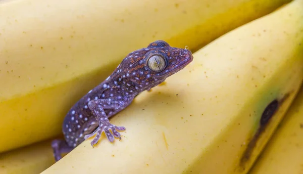 Carino giovane geco su banana frutta — Foto Stock