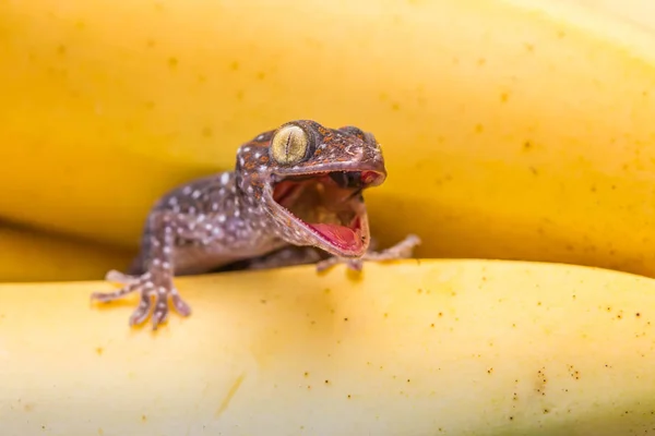 Niedlicher junger Gecko auf Bananenfrüchten — Stockfoto