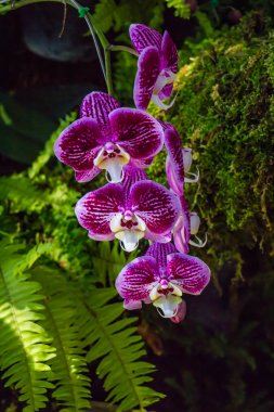 doğa arka plan üzerinde küçük mor orkide