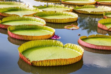 büyük lotus yaprağı suyu