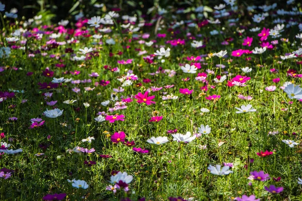 All cosmos flowers in garden. — Stock Photo, Image