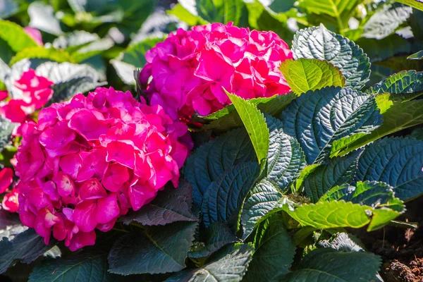 Pink hydrangea in garden — Stock Photo, Image