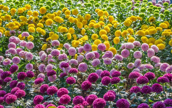 庭のすべての菊の花 — ストック写真