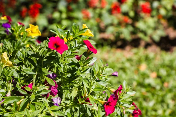 Flor rosa sobre fondo de la naturaleza — Foto de Stock